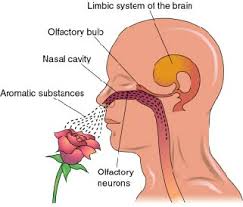Olfactory Perfume Effect