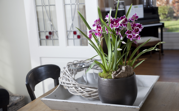 How Indoor Greenery Can Help You Survive the Cold Weather Blues - BEing ...