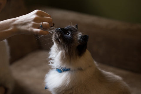 Cat sniffing treat Ragdoll Kitten