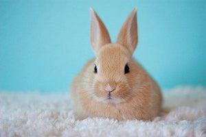 pet rabbit accessories