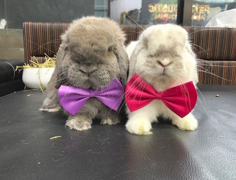 cute dress up accessories or costumes for pet rabbits or bunnies online - Bunny Supply Co.®️