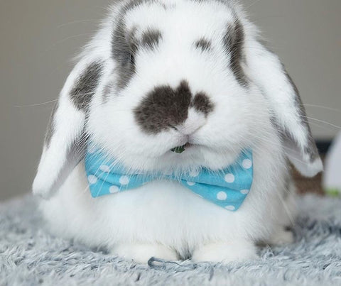 cute little bow ties for pet rabbits or bunnies to wear on sale at bunny supply co