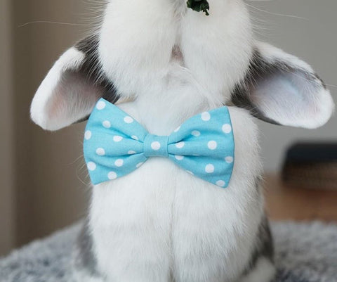 little bows or ties clothes for bunnies or rabbits for sale at bunny supply co