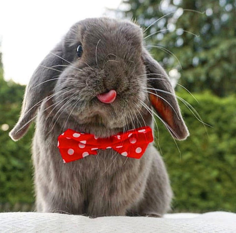 small bow tie for bunnies or rabbits to wear at bunny supply co.