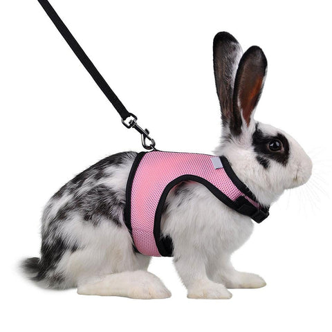 rabbit harness and leash