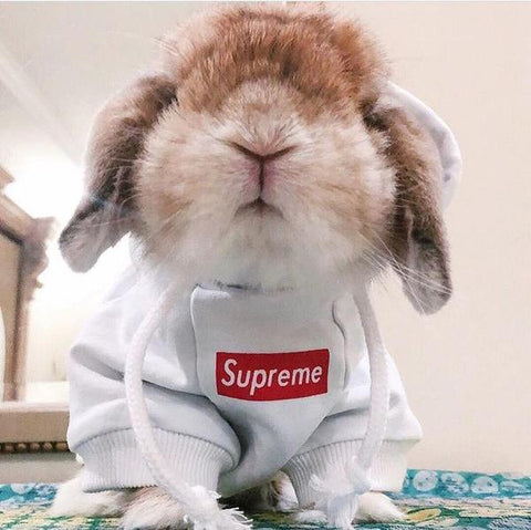 supreme rabbit hoodie