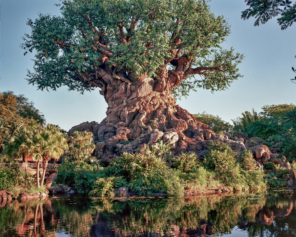 Animal Kingdom 120 film Portra 400, shot on Mamiya 7 medium format Camera