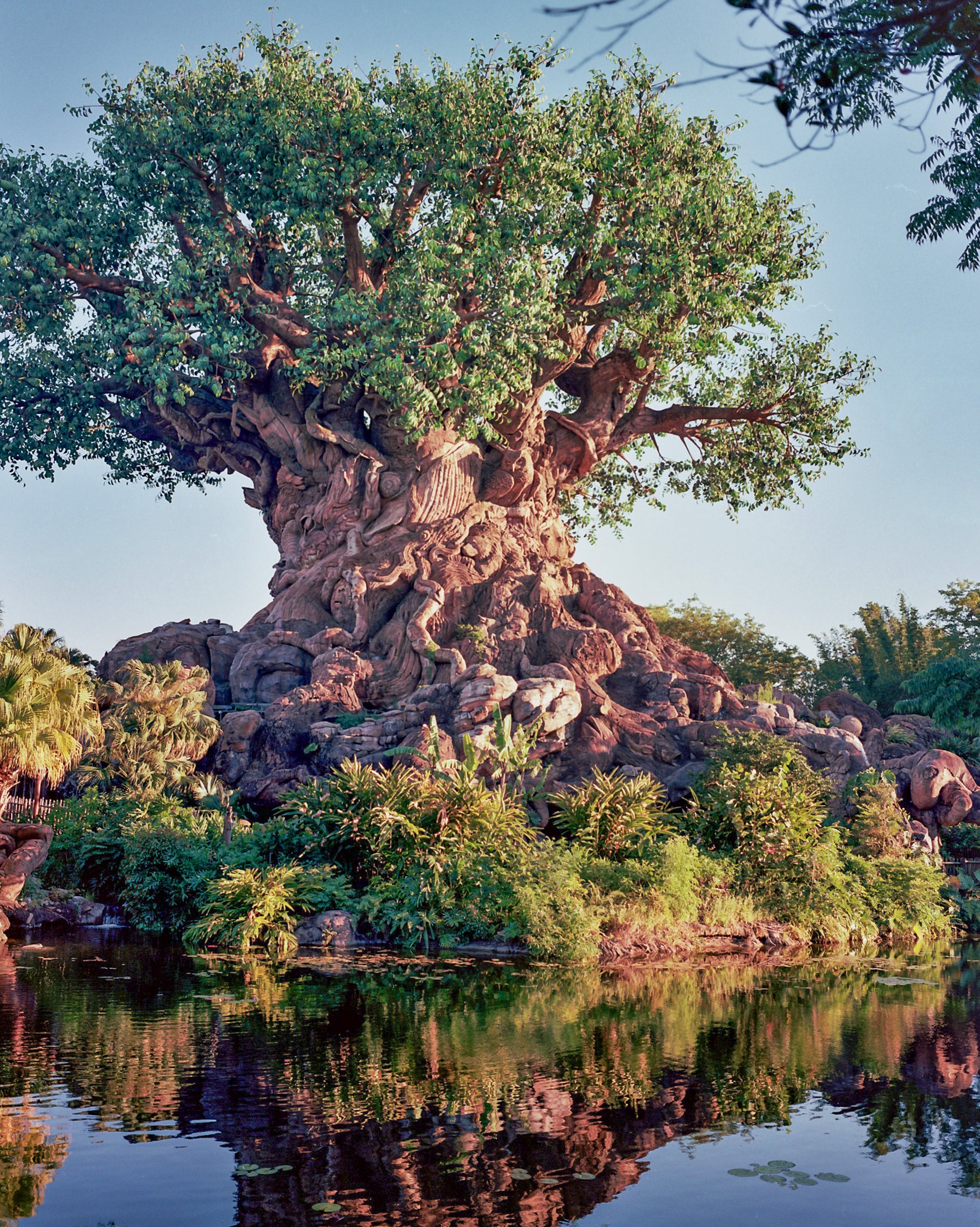 Animal Kingdom 120 film Portra 400, shot on Mamiya 7 medium format Camera.