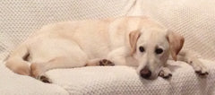 Buddy Laying on Couch