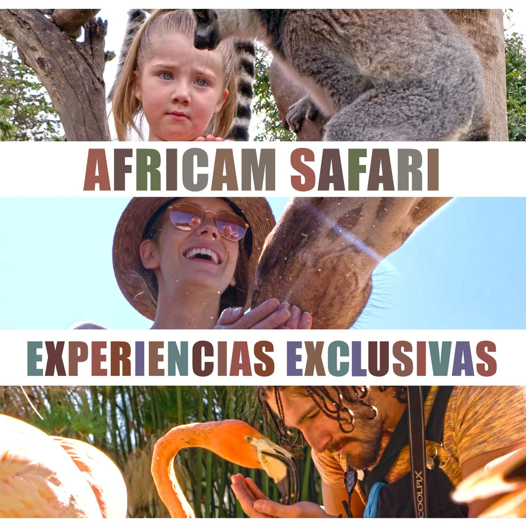 africam safari que incluye