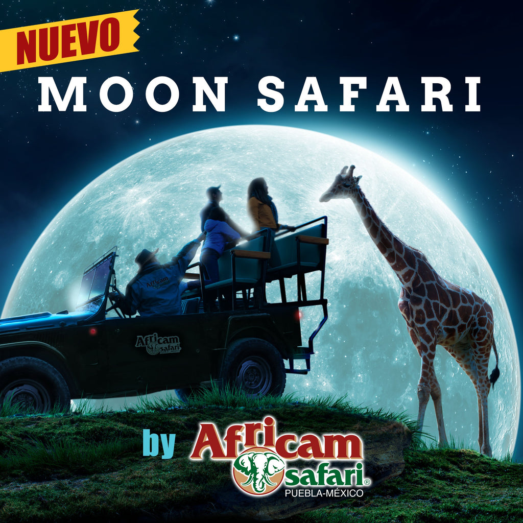 moon safari africam safari