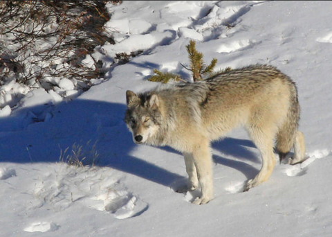 Screen Shot 2020 03 05 at 12.18.31 PM large How To Hunt Wolves - Idaho