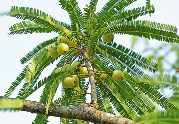 Amla