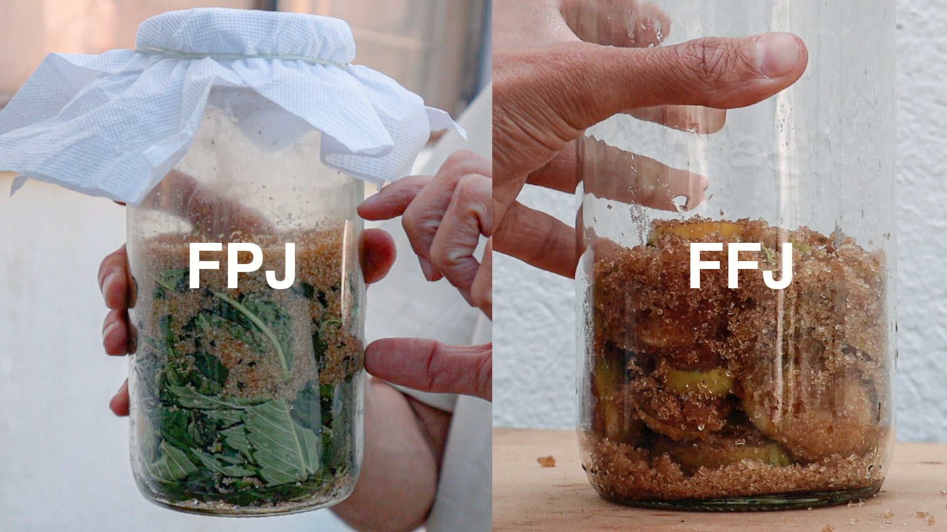 Frascos donde se está preparando Jugo fermentado de plantas (FPJ) y jugo fermentado de frutas (FFJ)