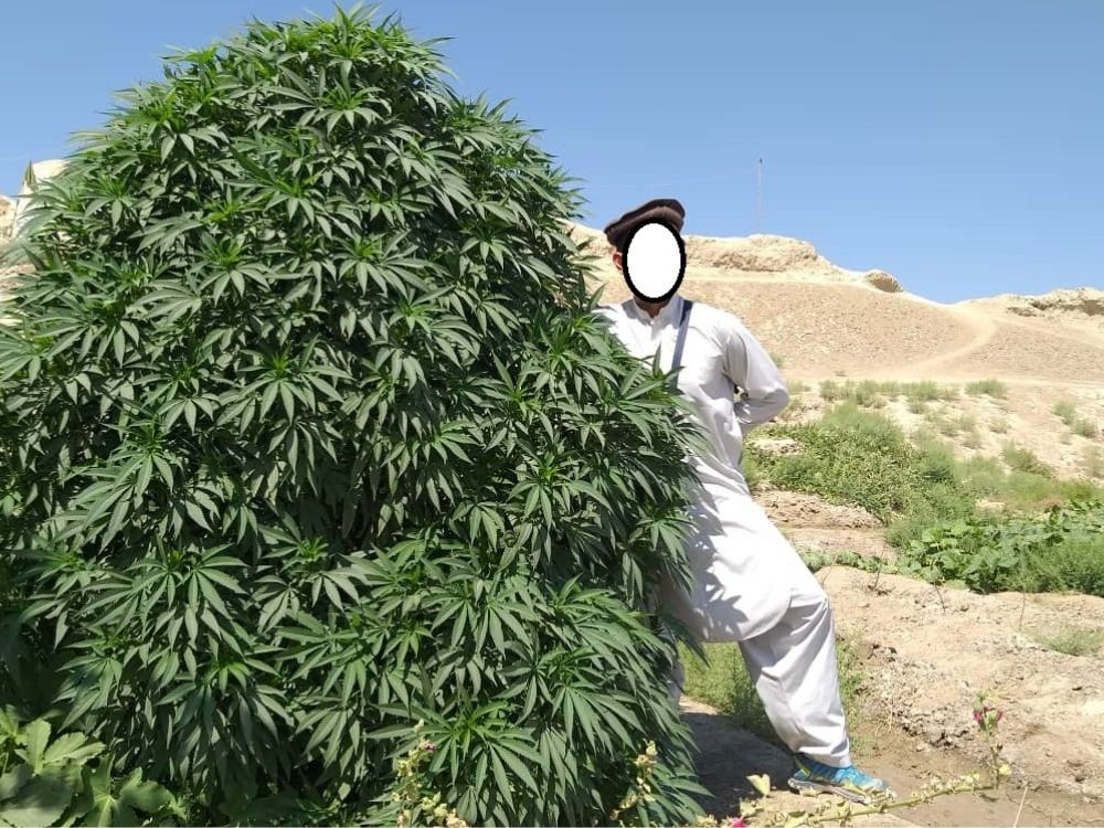 afghani cannabis