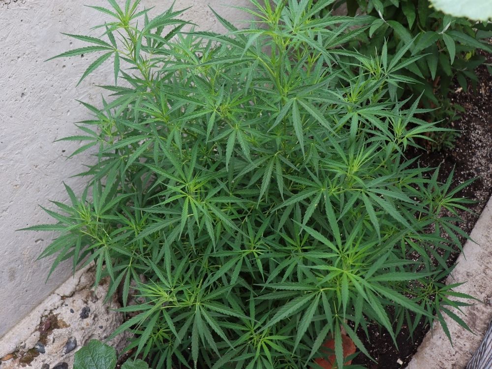 cannabis plant sativa landrace from ethiopian