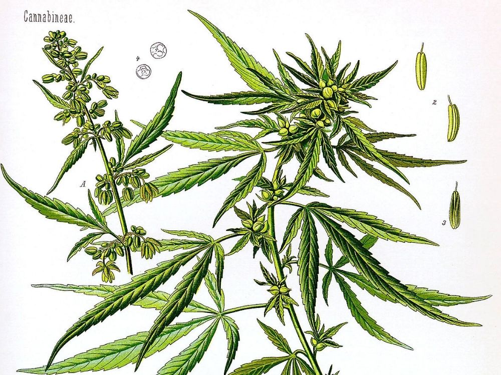 taxonomia cannabis