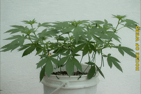 alt='' planta cannabis con main-lining ''.gif