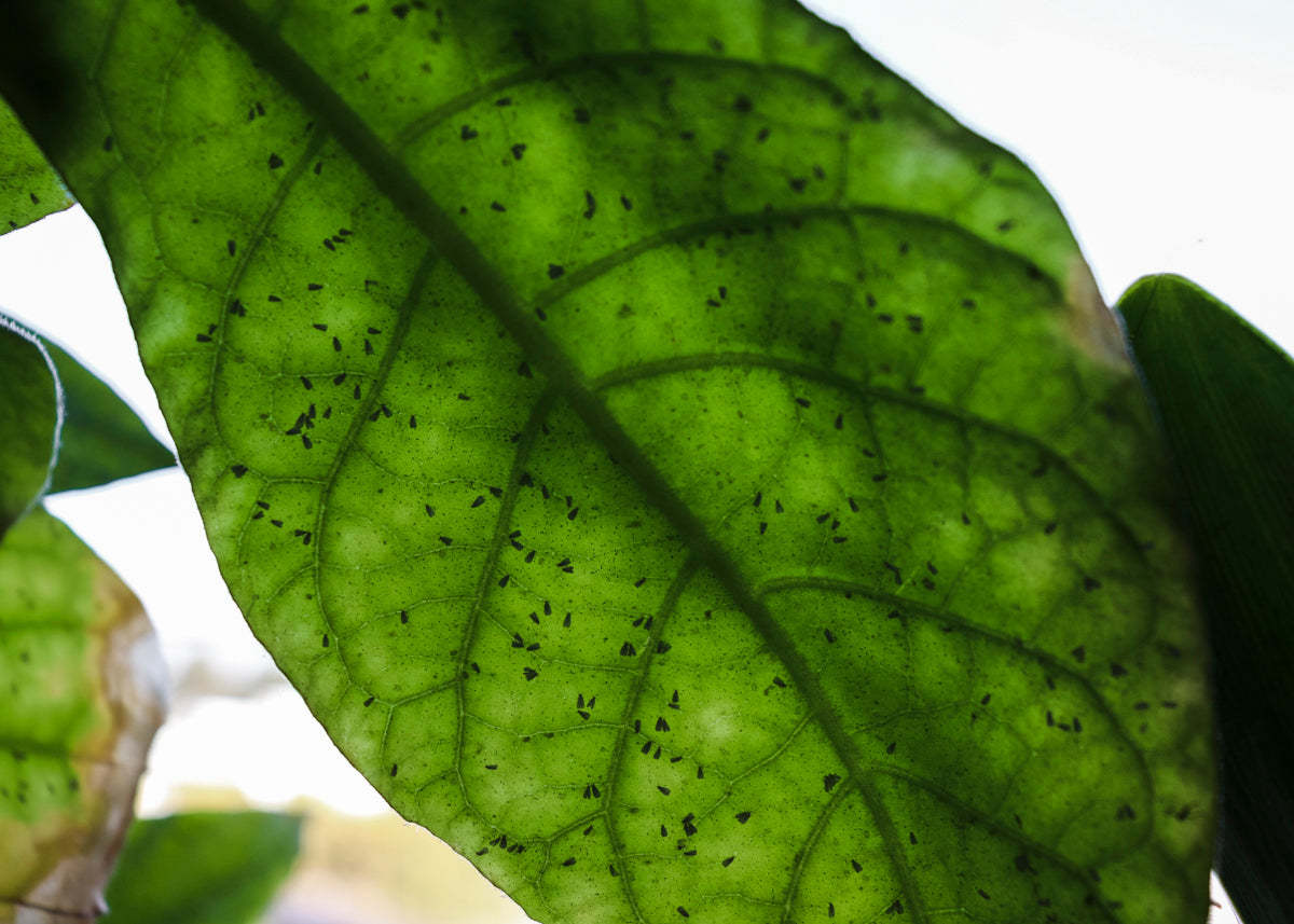 alt='' planta de tabaco con mosca blanca ''