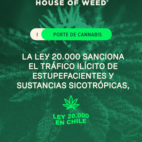 alt='' portar cannabis ley 20000 chile ''
