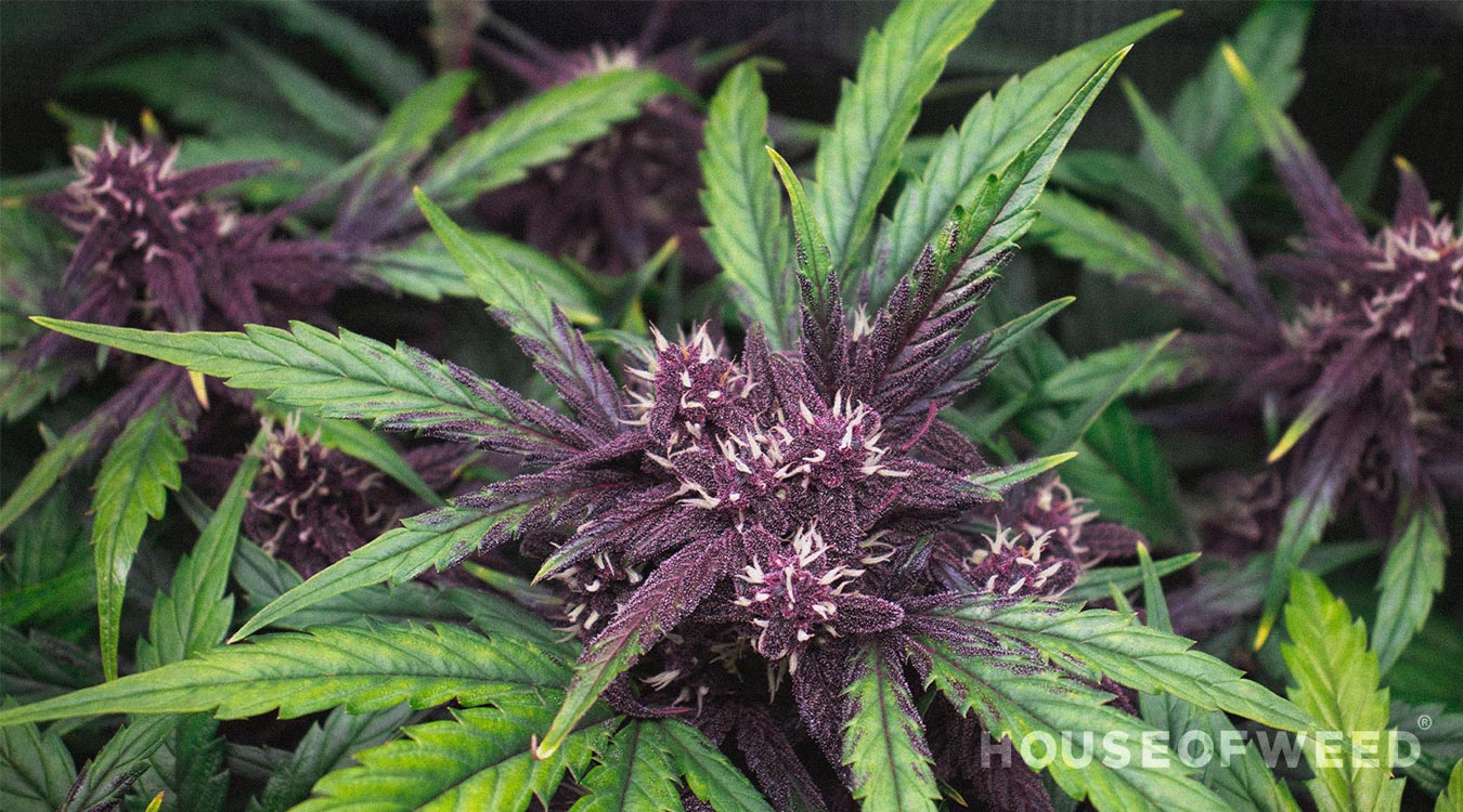 planta cannabis morada alta en cbd