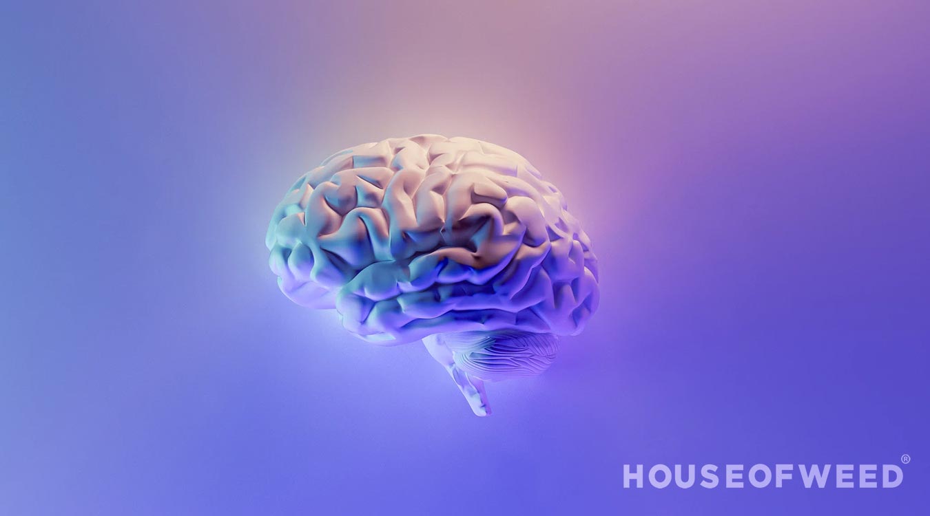 cerebro en 3d con colores
