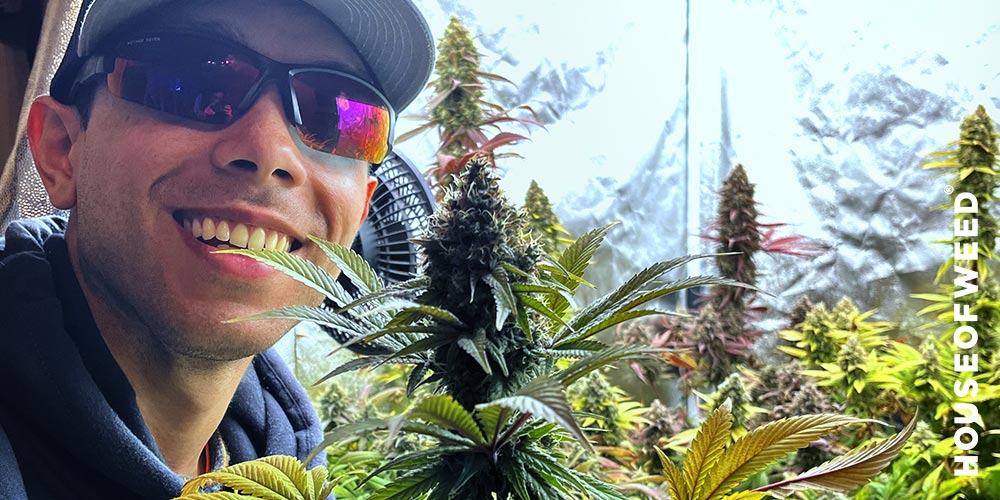 Noé con cultivo indoor de cannabis Houseofweed