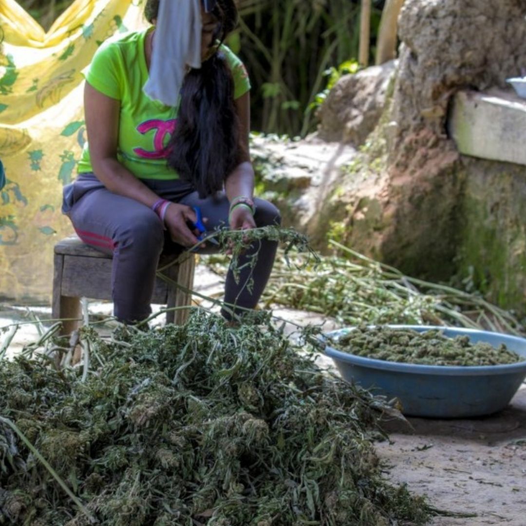 cultivo marihuana kripy colombia