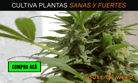 https://houseofweed.cl/collections/productos-cultivo