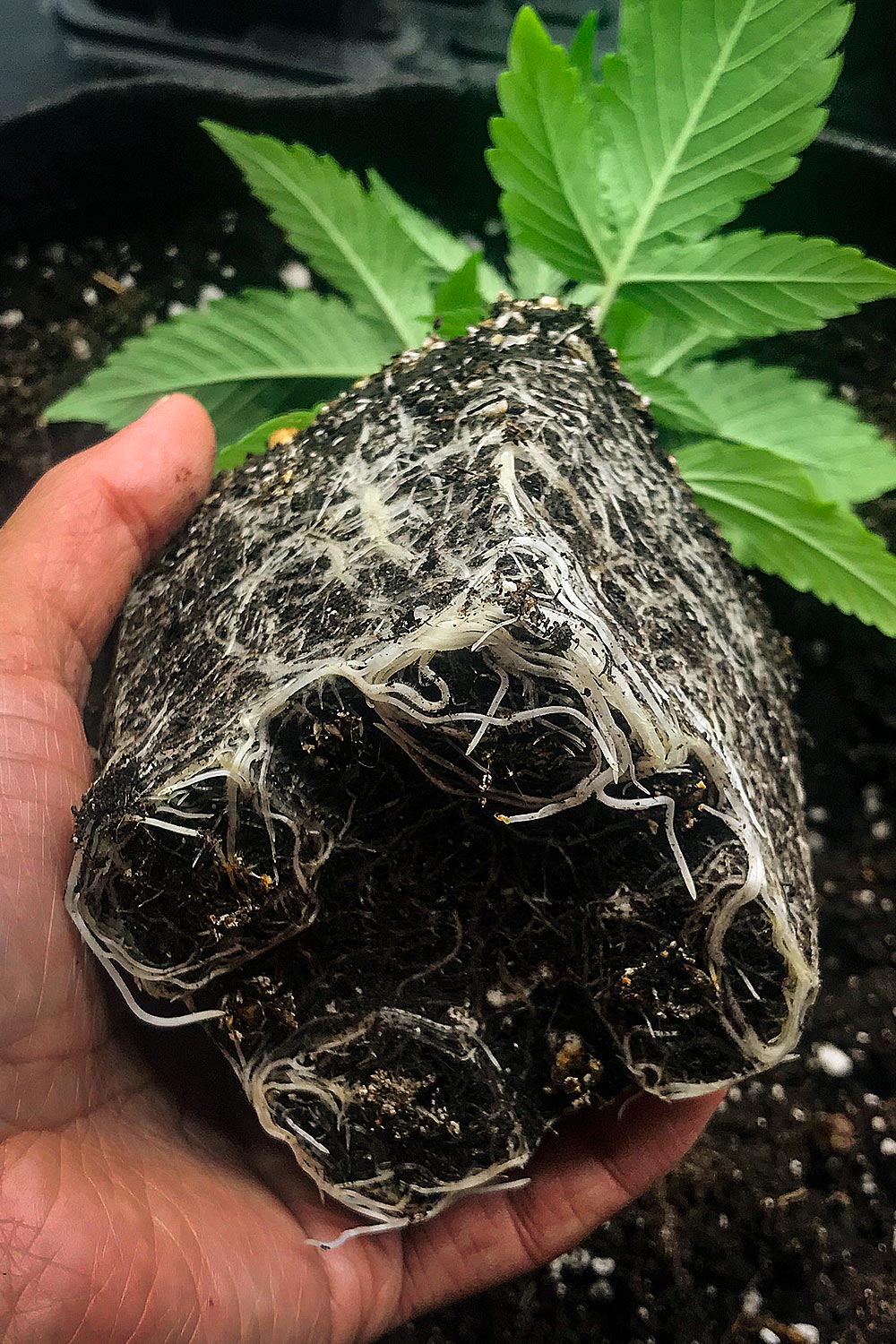 trasplante de planta cannabis