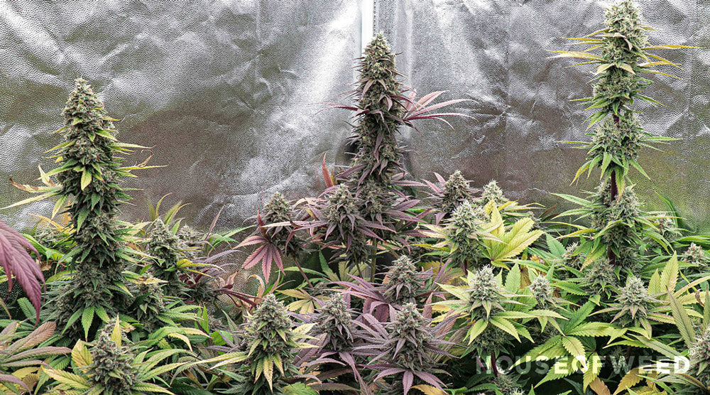 colas de planta de cannabis altas en cultivo indoor