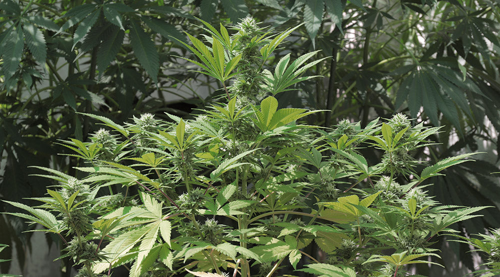 Planta de Cannabis Gorilla Sherbet en Floración