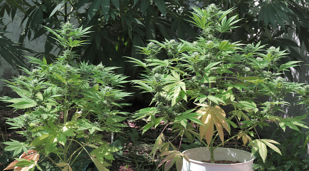 Plantas de cannabis Gorilla Sherbet cultivadas en macetas en exterior