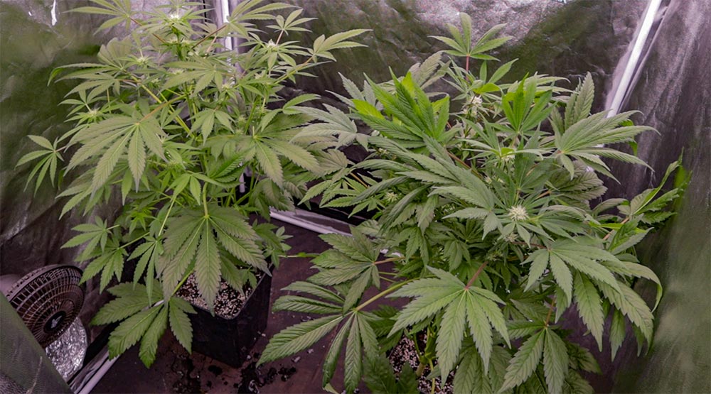 Cannabis Autofloreciente en indoor