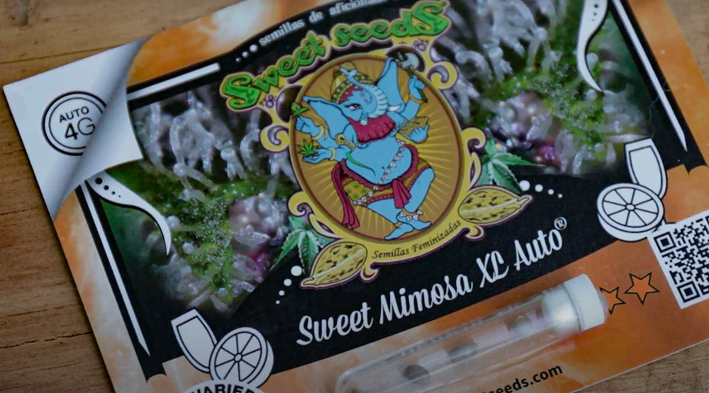 Pack de semillas Sweet Mimosa XL Auto