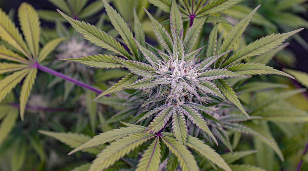 Cannabis autofloreciente en floración  (variedad Sweet Mimosa XL Auto)