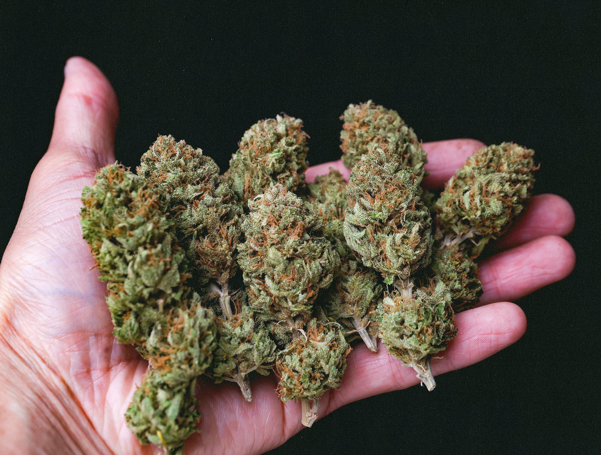 Cogollos de cannabis de la variedad Gorilla Sherbet en la mano.