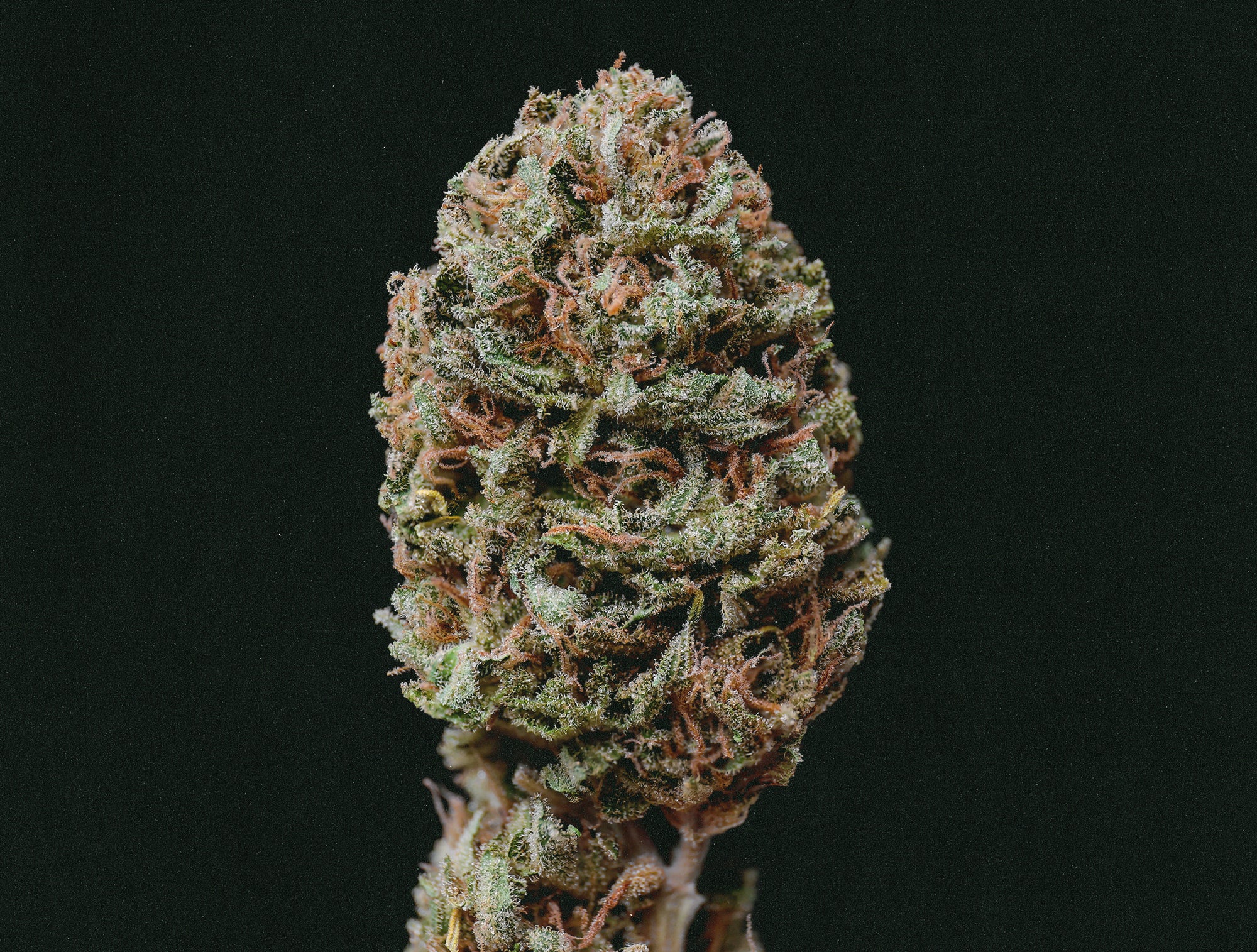 Cogollo de marihuana Gorilla Sherbet F1 FastVersion