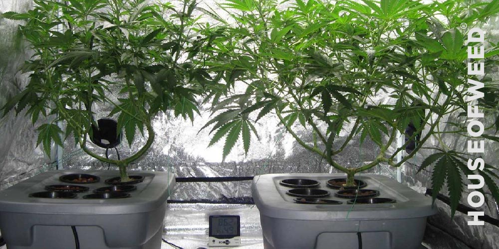 cultivo hidropónico indoor cannabis