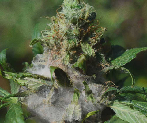 Cómo eliminar hongos en los cogollos - House of Weed