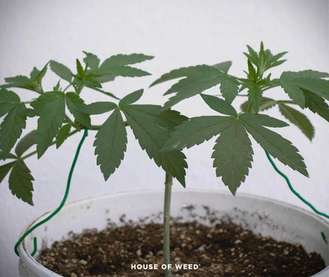 alt='' planta cannabis con main-lining ''.jpg