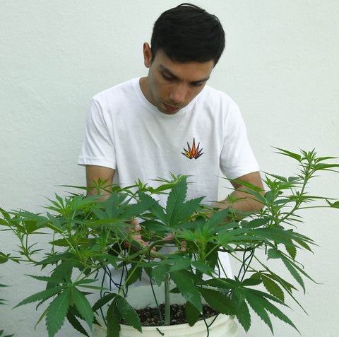alt='' tecnica main lining planta marihuana ''