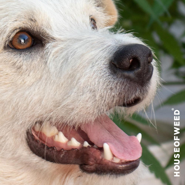 mascota perro vito lengua afuera