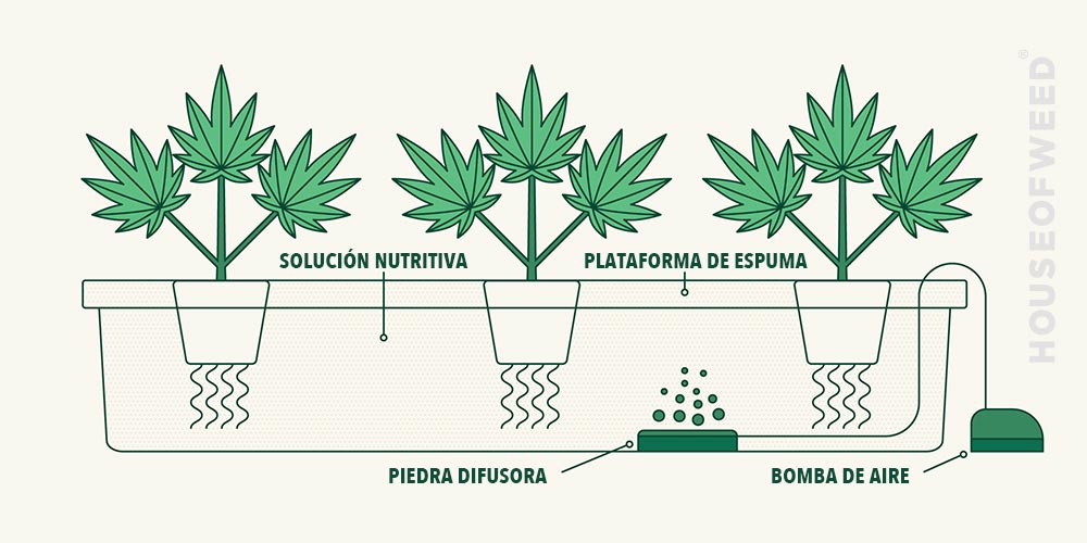 metodo idroponico de cultivo cannabis
