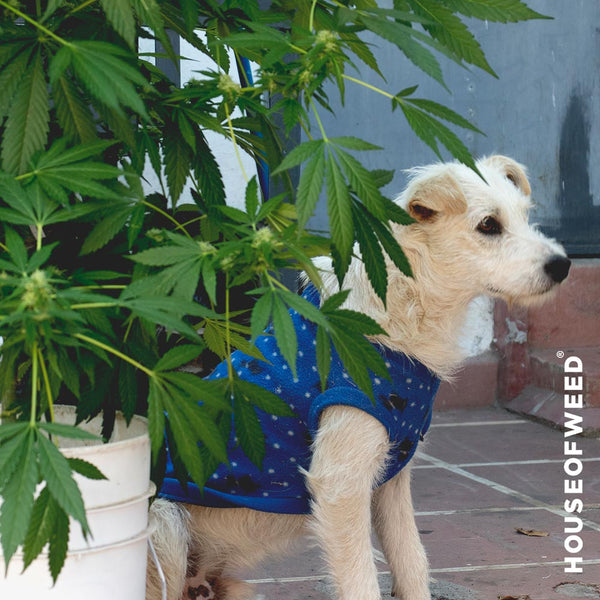 perro vito al costado cuidando plantas de cannabis.jpg