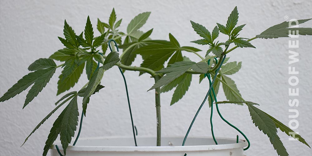 planta cannabis tecnica lst