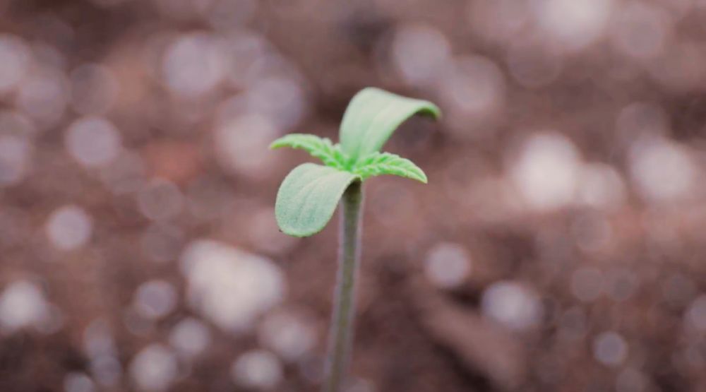 canabis autofloreciente primera semana