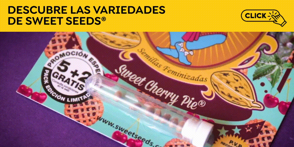 Comprar semillas de marihuana de Sweet seeds
