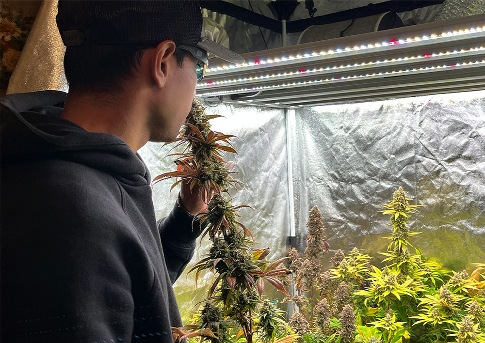 oliendo cannabis cultivo indoor