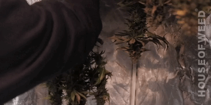 colgando colas de cannabis en un indoor